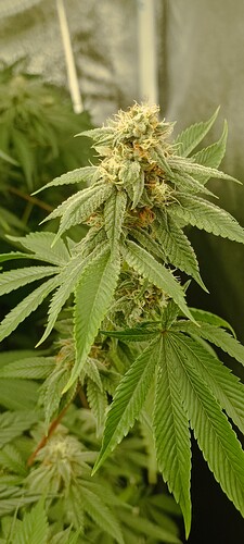 Growreport Bild 6