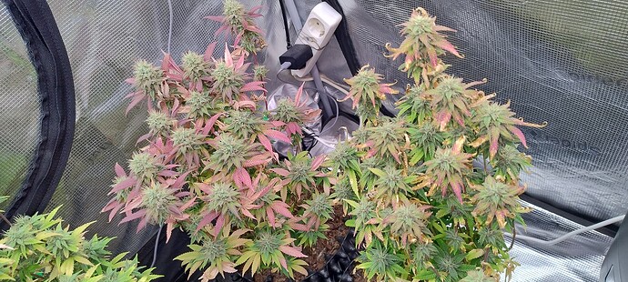 IMG_20251223_232541927_HDR