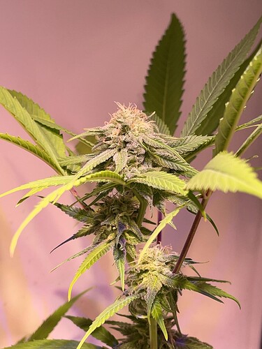 Growreport Bild 1