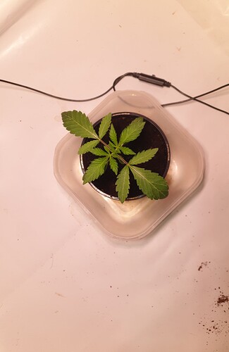 Growreport Bild 1