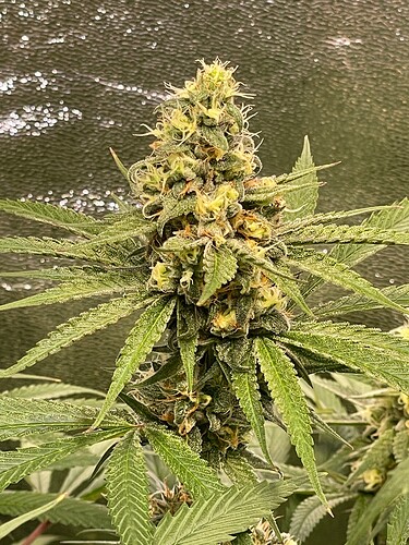 Growreport Bild 67