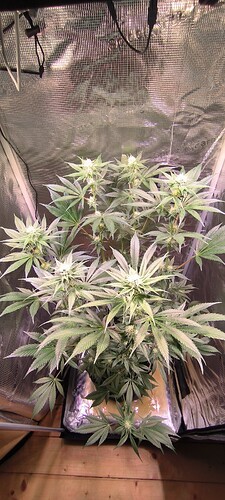 Growreport Bild 13