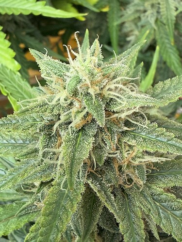 Growreport Bild 16