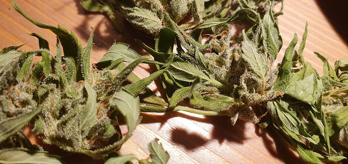 Growreport Bild 2