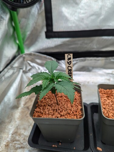 Growreport Bild 2