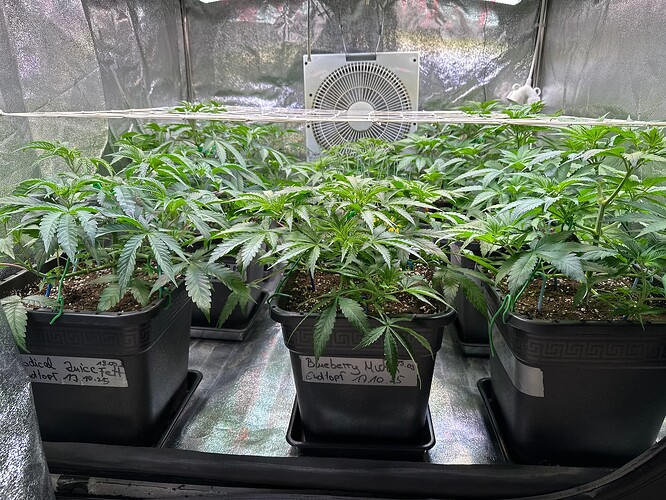 Growreport Bild 36