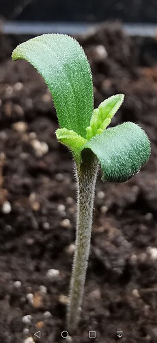 Screenshot_20240420_173649_com.android.gallery3d