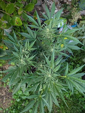 Growreport Bild 6