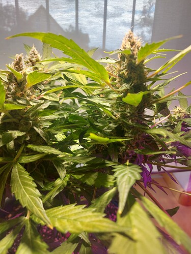 Growreport Bild 6