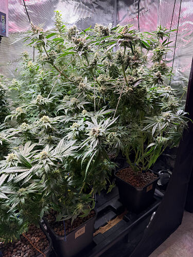 Growreport Bild 34