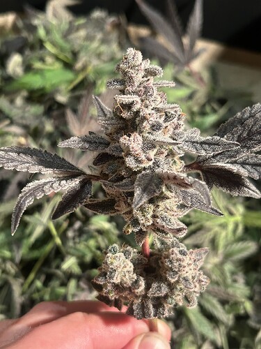 Growreport Bild 22