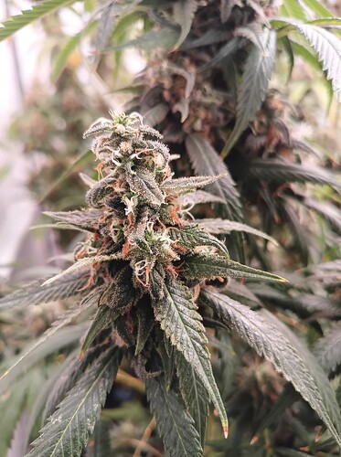 Growreport Bild 8