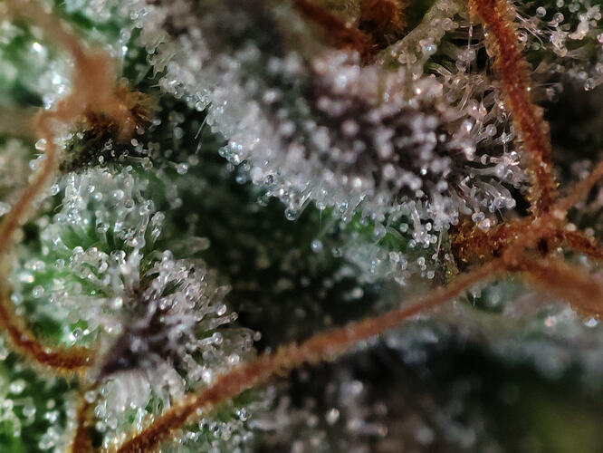Growreport Bild 90