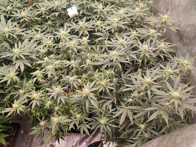 Growreport Bild 12