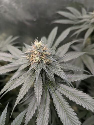 Growreport Bild 2