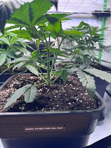 Growreport Bild 27