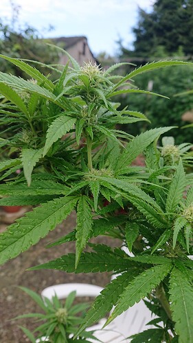 Growreport Bild 3