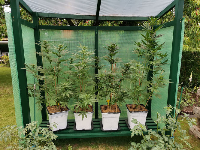 Lucky Hemp, LT44