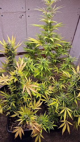 Growreport Bild 2