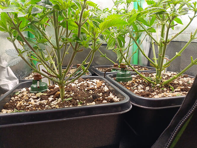 Growreport Bild 4