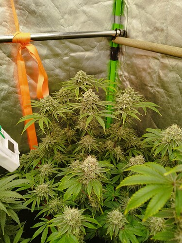 Cookies G (1)