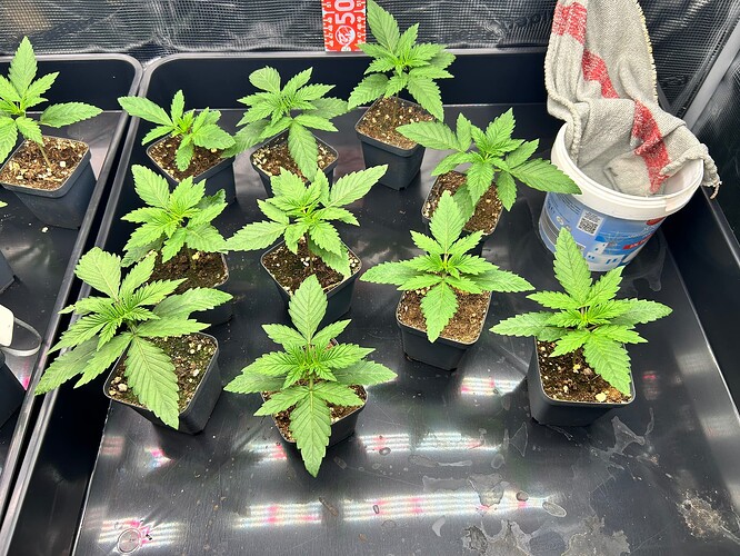 Growreport Bild 3