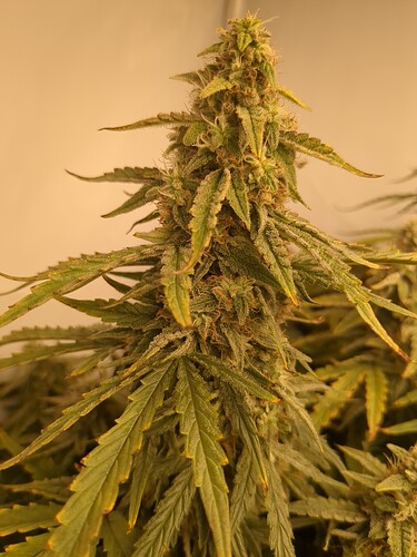 IMG_20240417_170532_808