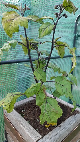 Growreport Bild 2