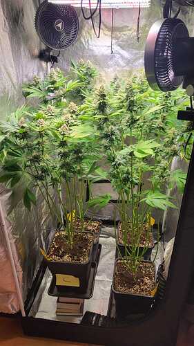 Vier Cannabispflanzen in der Blütephase in einem Growzelt mit Ventilatoren und LED-Beleuchtung.