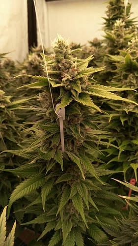 Growreport Bild 9
