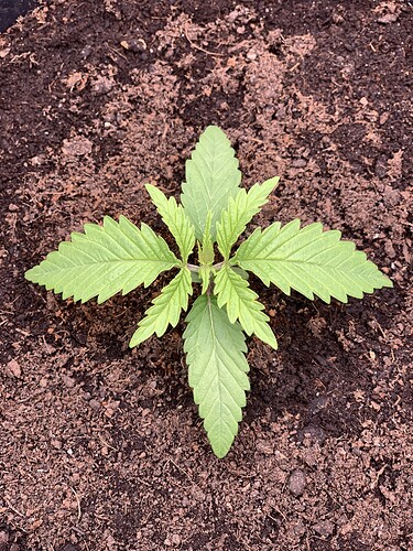 Growreport Bild 1