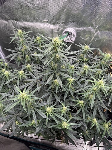 Growreport Bild 17