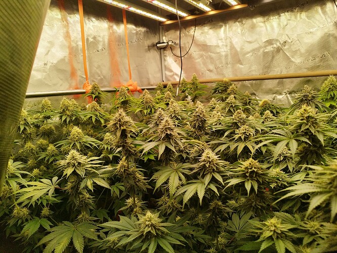 Growreport Bild 1