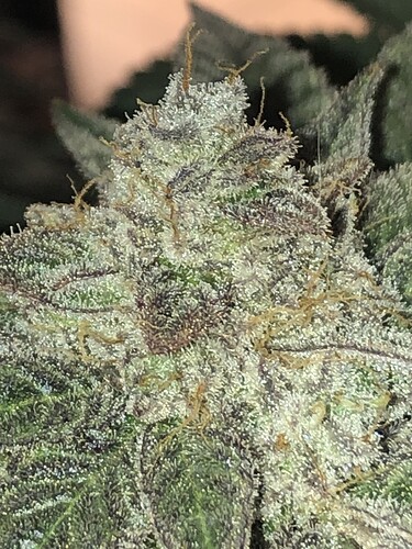 Growreport Bild 2