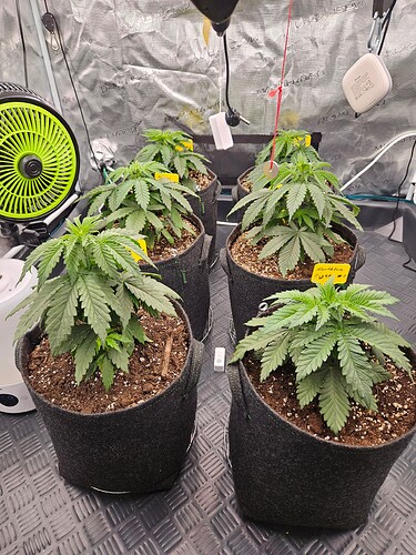 Growreport Bild 31