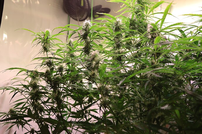 Growreport Bild 3