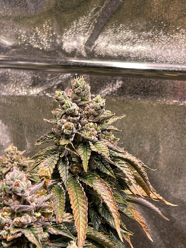 Growreport Bild 4