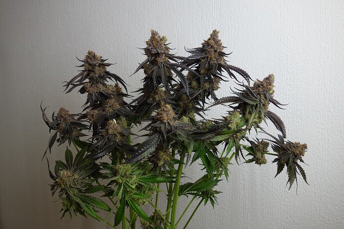 Growreport Bild 6