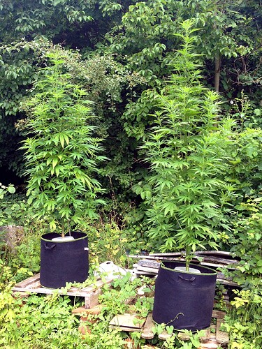 Growreport Bild 5