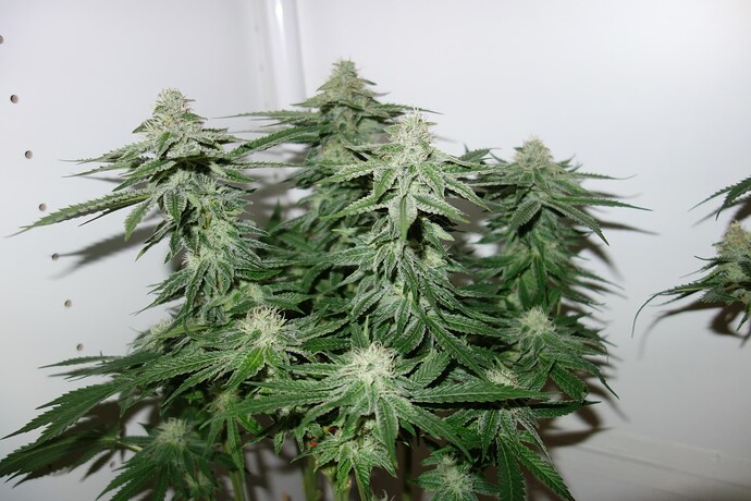 Growreport Bild 12