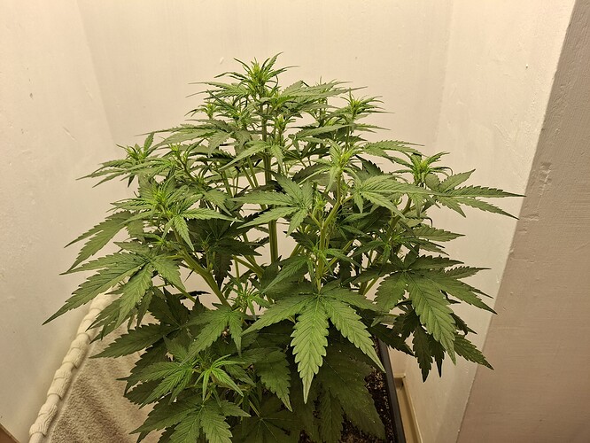 Growreport Bild 77