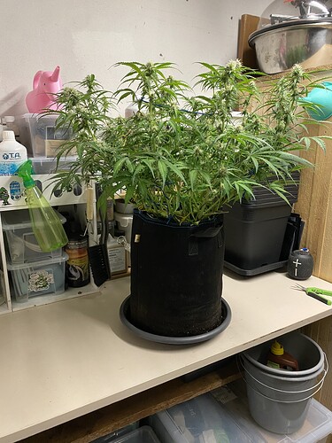 Growreport Bild 87