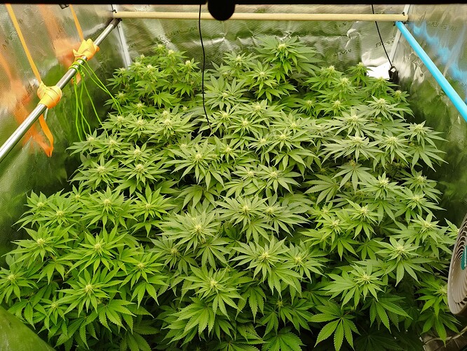 Growreport Bild 5