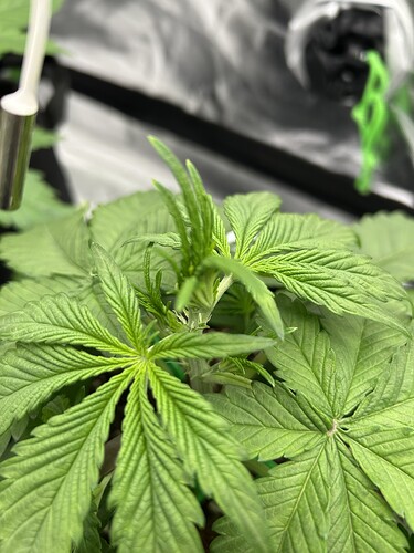 Growreport Bild 5