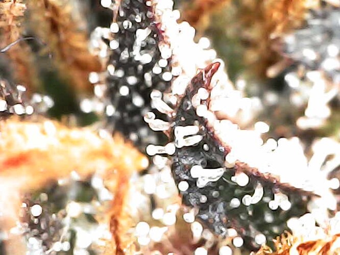 Growreport Bild 3