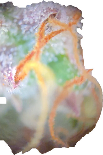 20260325_163149(3)