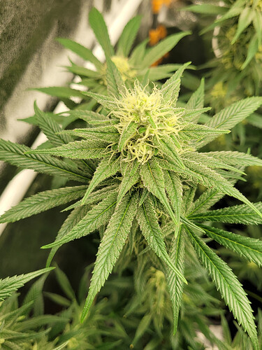 Growreport Bild 5