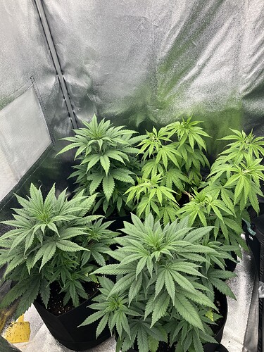 Growreport Bild 6