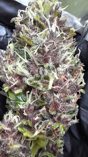 Growreport Bild 25
