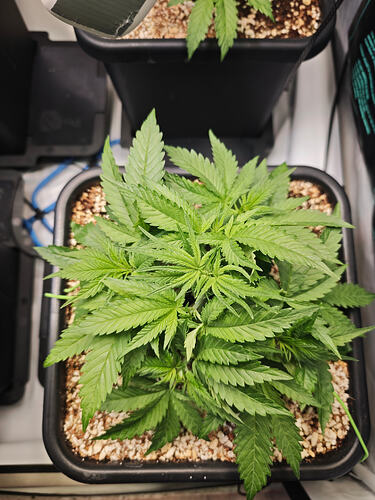 Growreport Bild 28